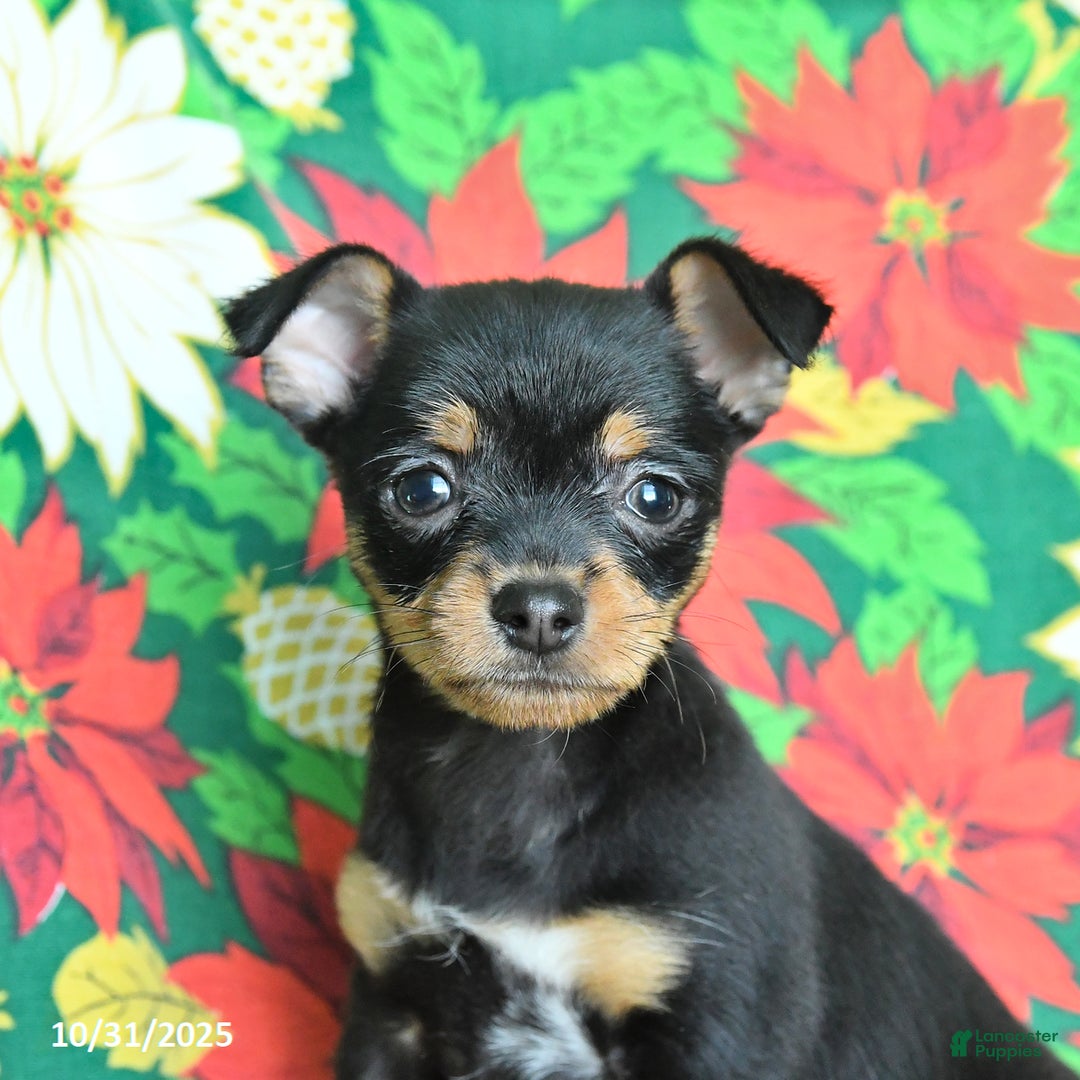 Chihuahua dogs for sale: Maple   - Ad 4