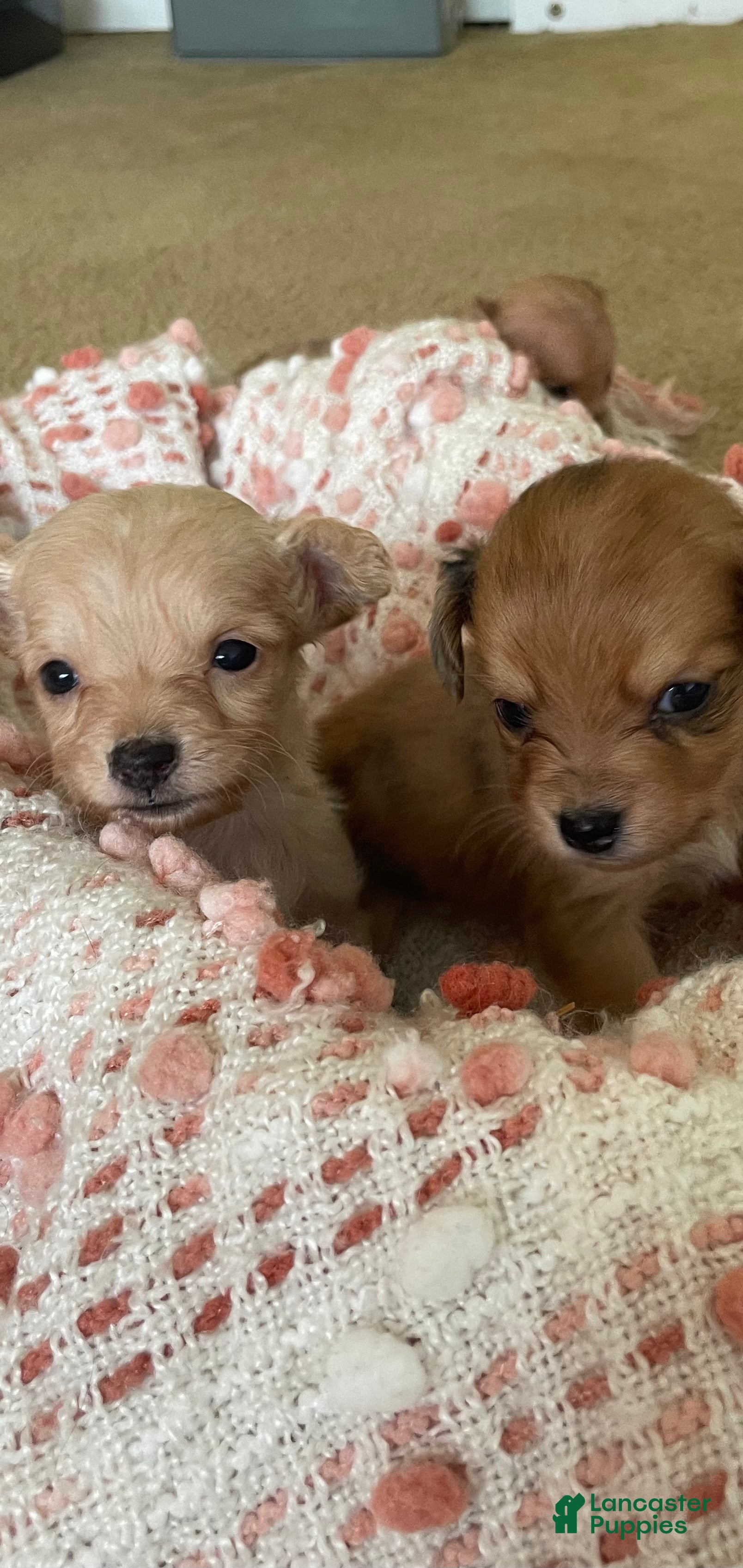 Chiweenie dogs Chiweenie 1 - Ad 12