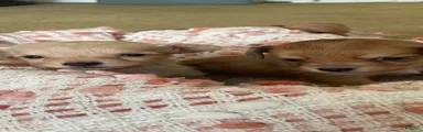 Chiweenie 1