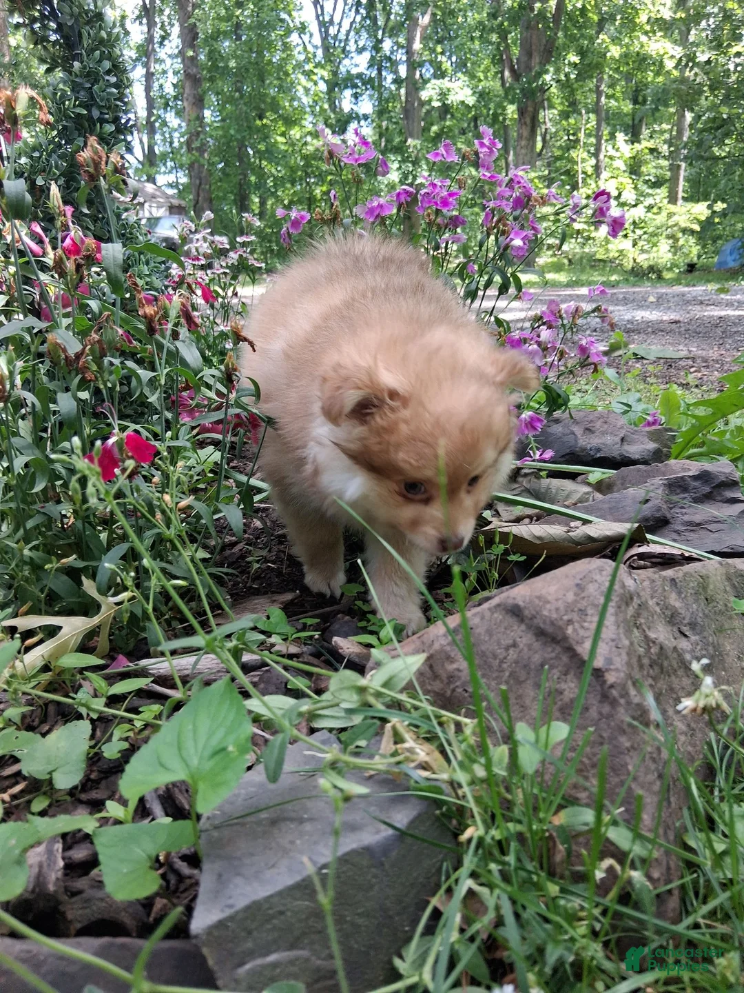 Pomapoo dogs for sale: Pomapoo 1 - Ad 1