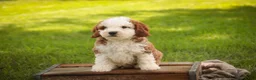 Cavapoo dogs for sale: Larry Cavapoo  - Ad 13