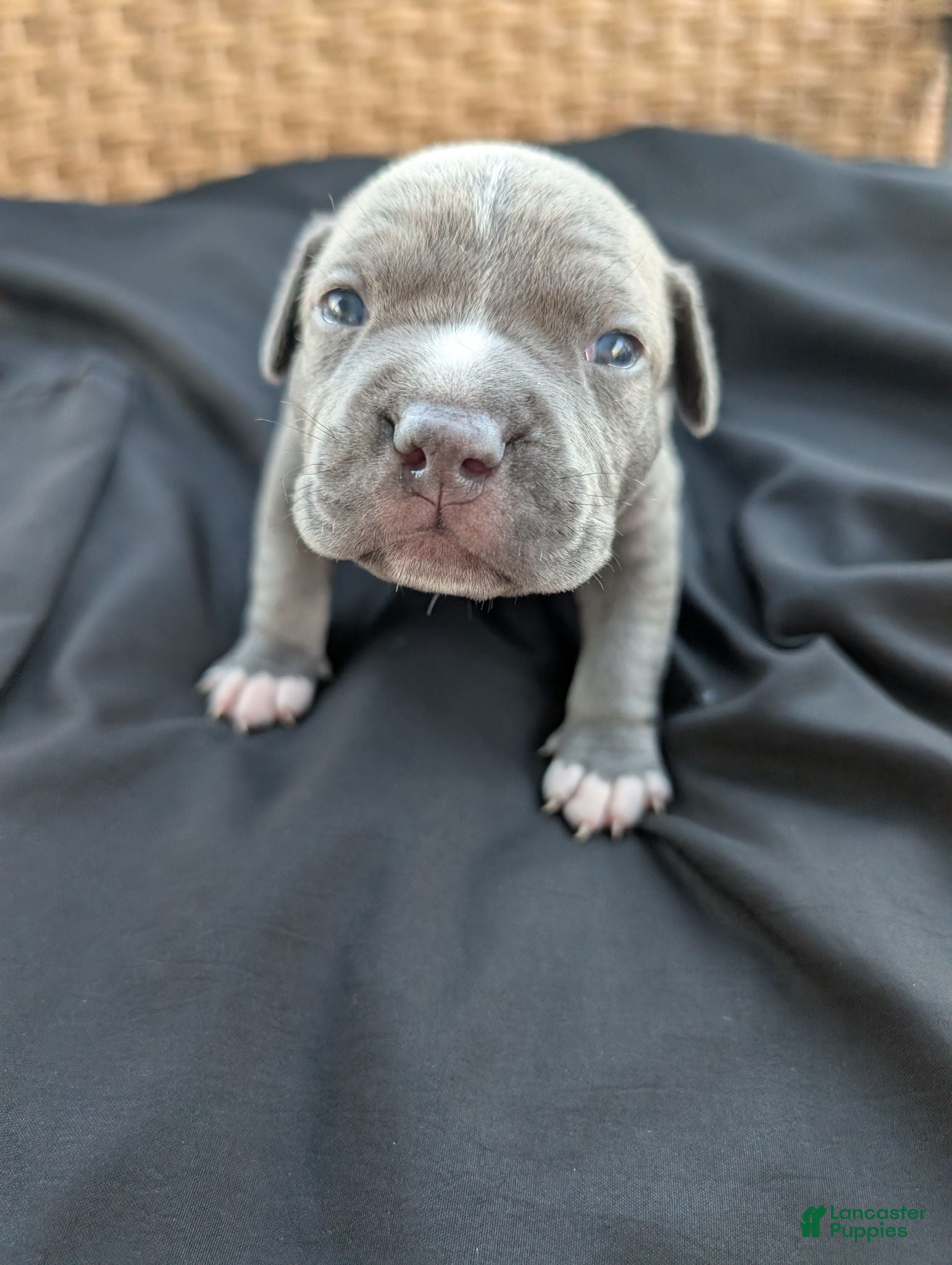 American Bully dogs American Bully 1 - Ad 1