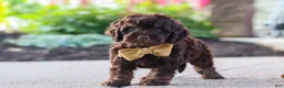 Cockapoo dogs for sale: Trevor - Ad 10