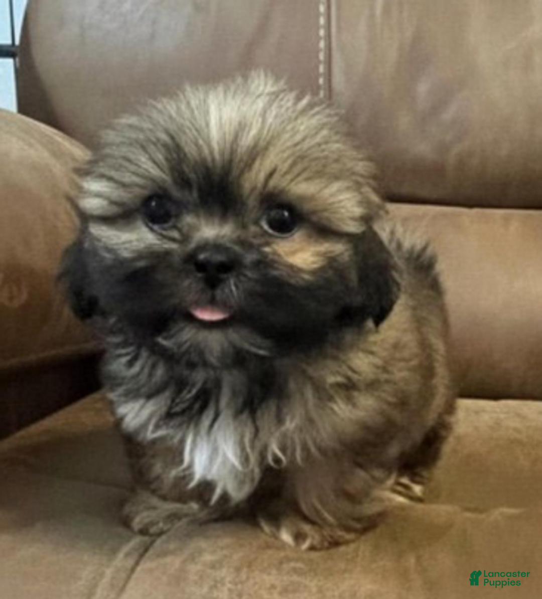 Shih Tzu dogs for sale: AKC Watson - Ad 2