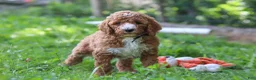 Standard Poodle dogs for sale: Benji AKC - Ad 4