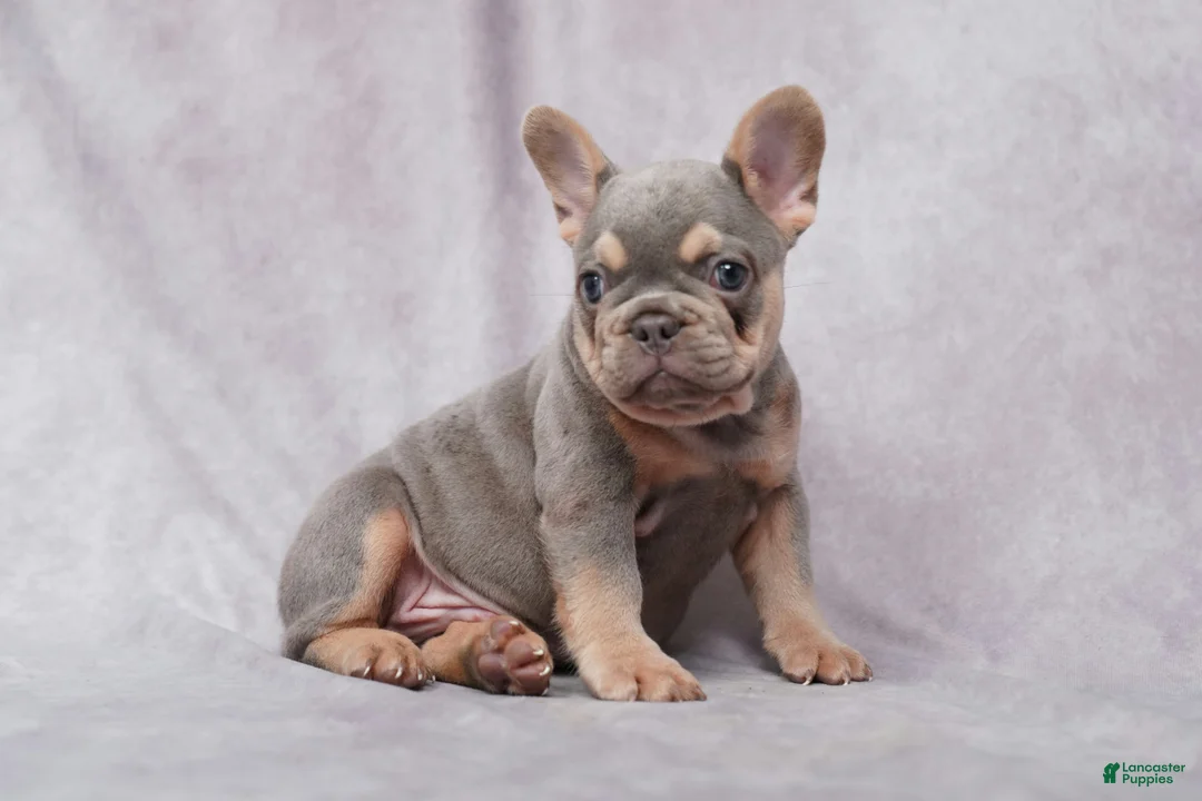 French Bulldog dogs for sale: Conner - Ad 2
