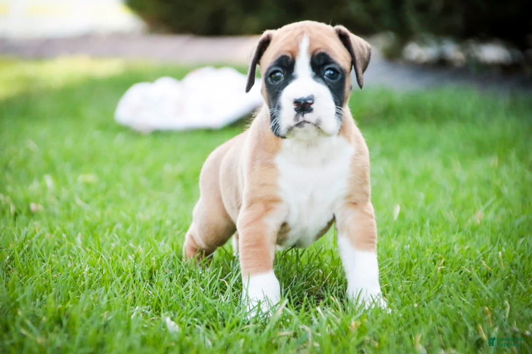 Boxer dogs for sale: Jewel - Ad 1