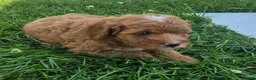 Cavapoo dogs for sale: Peanut - Ad 3