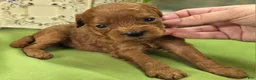 Cavapoo dogs for sale: Beetle - Ad 8