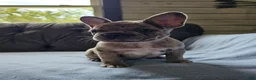 French Bulldog dogs for sale: French Bulldog 2 - Ad 4