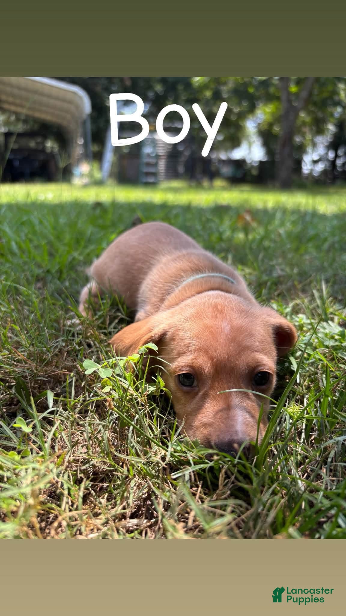 Dachshund dogs Dachshund 2 - Ad 3