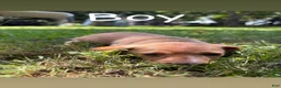 Dachshund dogs for sale: Dachshund 2 - Ad 1