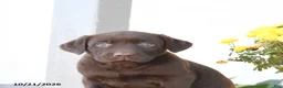Labrador Retriever dogs for sale: Leo - Ad 3