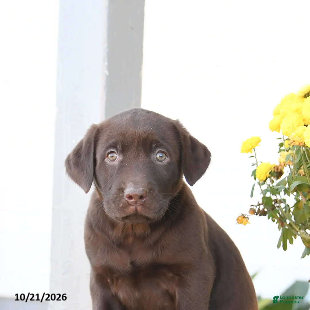 Labrador Retriever dogs for sale: Leo - Ad 3