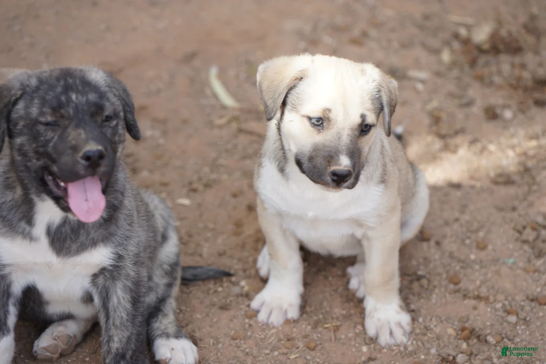 Mixed Breed dogs for sale: Bansky M Silver Brindle - Ad 2