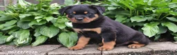 Rottweiler dogs for sale: Marshall - Ad 3