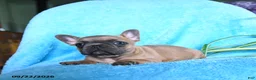 French Bulldog dogs for sale: Flora   - Ad 7