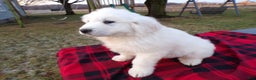 Great Pyrenees dogs for sale: Great Pyrenees Puppy 3 King - Ad 2