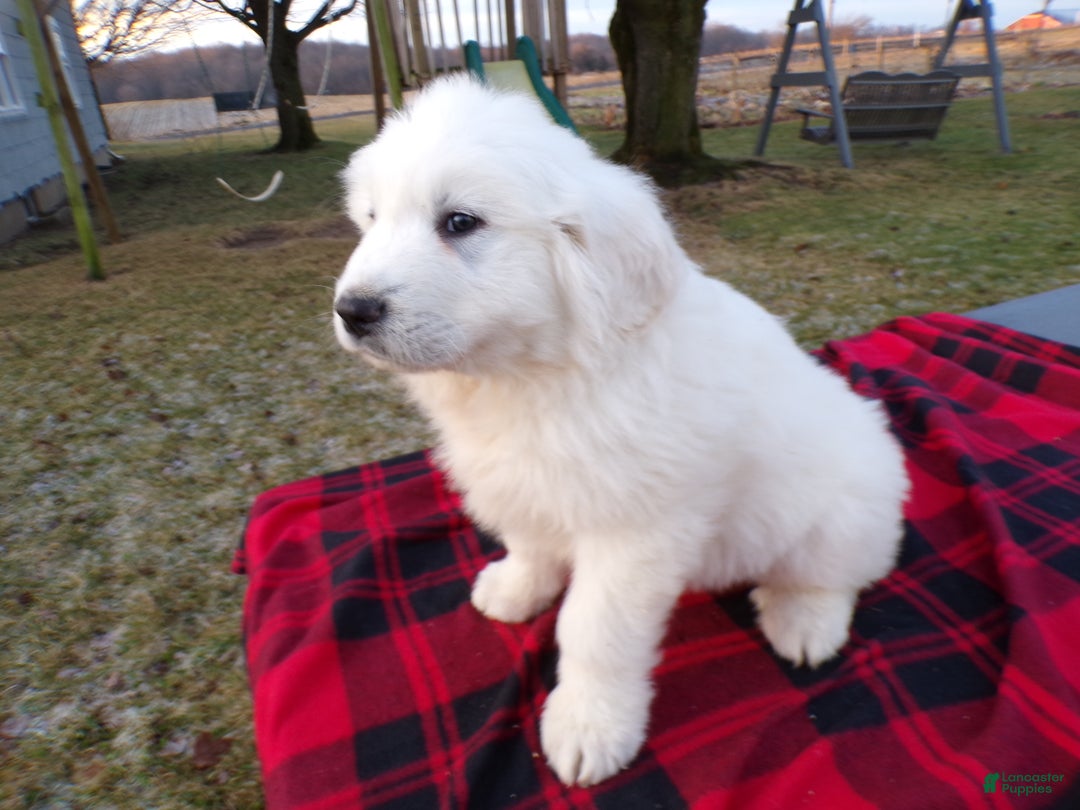 Great Pyrenees dogs for sale: Great Pyrenees Puppy 3 King - Ad 2