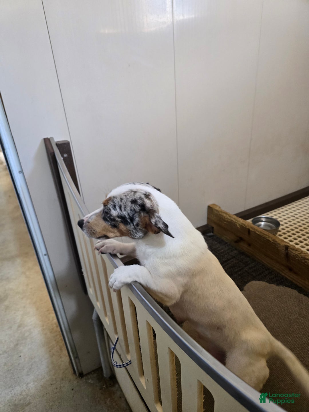 Jack Russell Terrier dogs for sale: Thumbilina - Ad 7