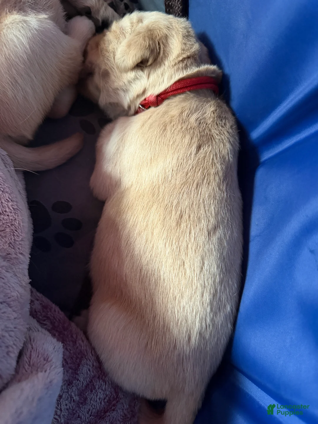 Golden Retriever dogs for sale: Golden Retriever Puppy 1 Red - Ad 2