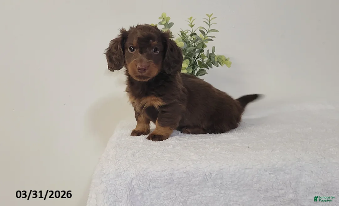 Miniature Dachshund dogs for sale: Brownie - Ad 1