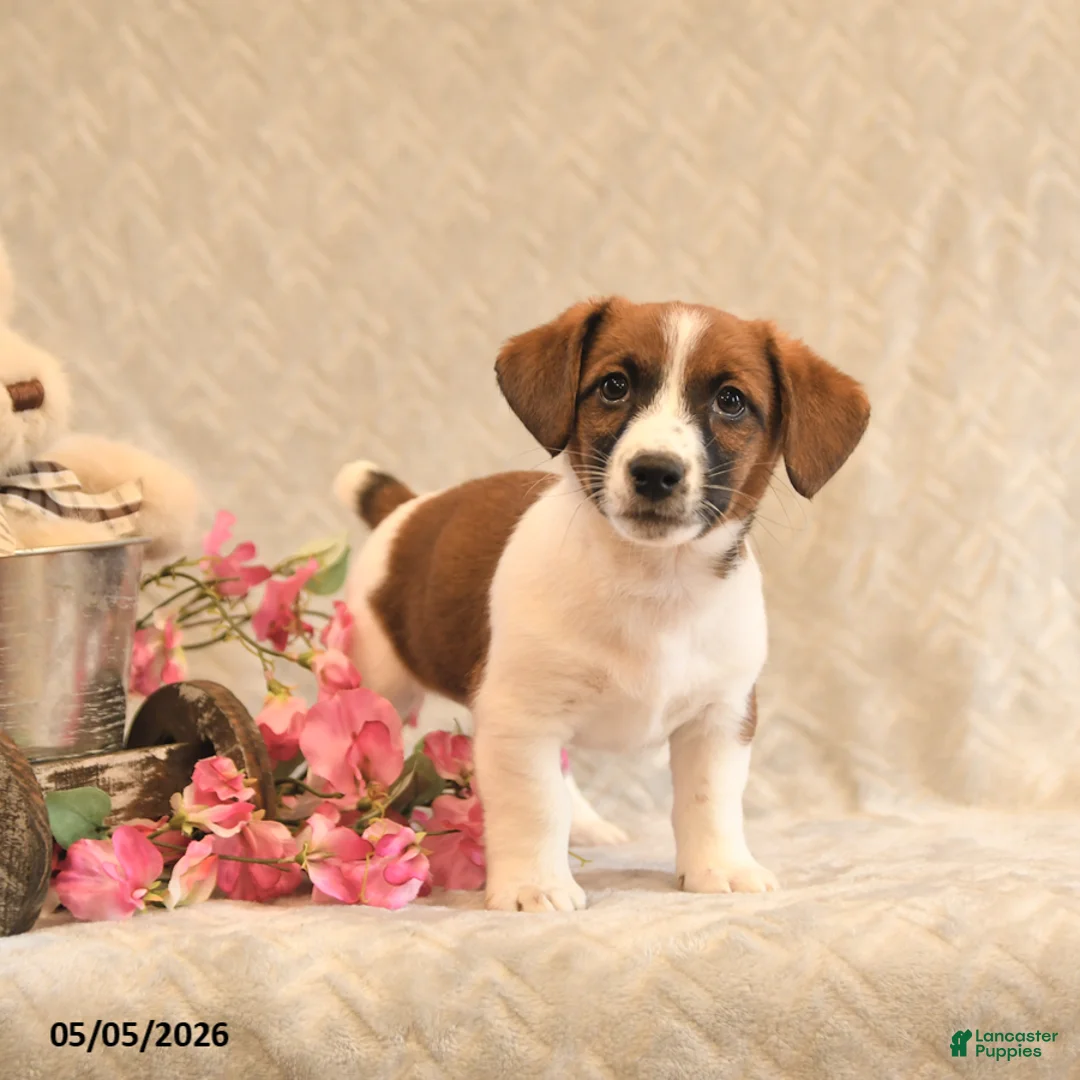 Jack Russell Terrier dogs for sale: Ruger - Ad 1