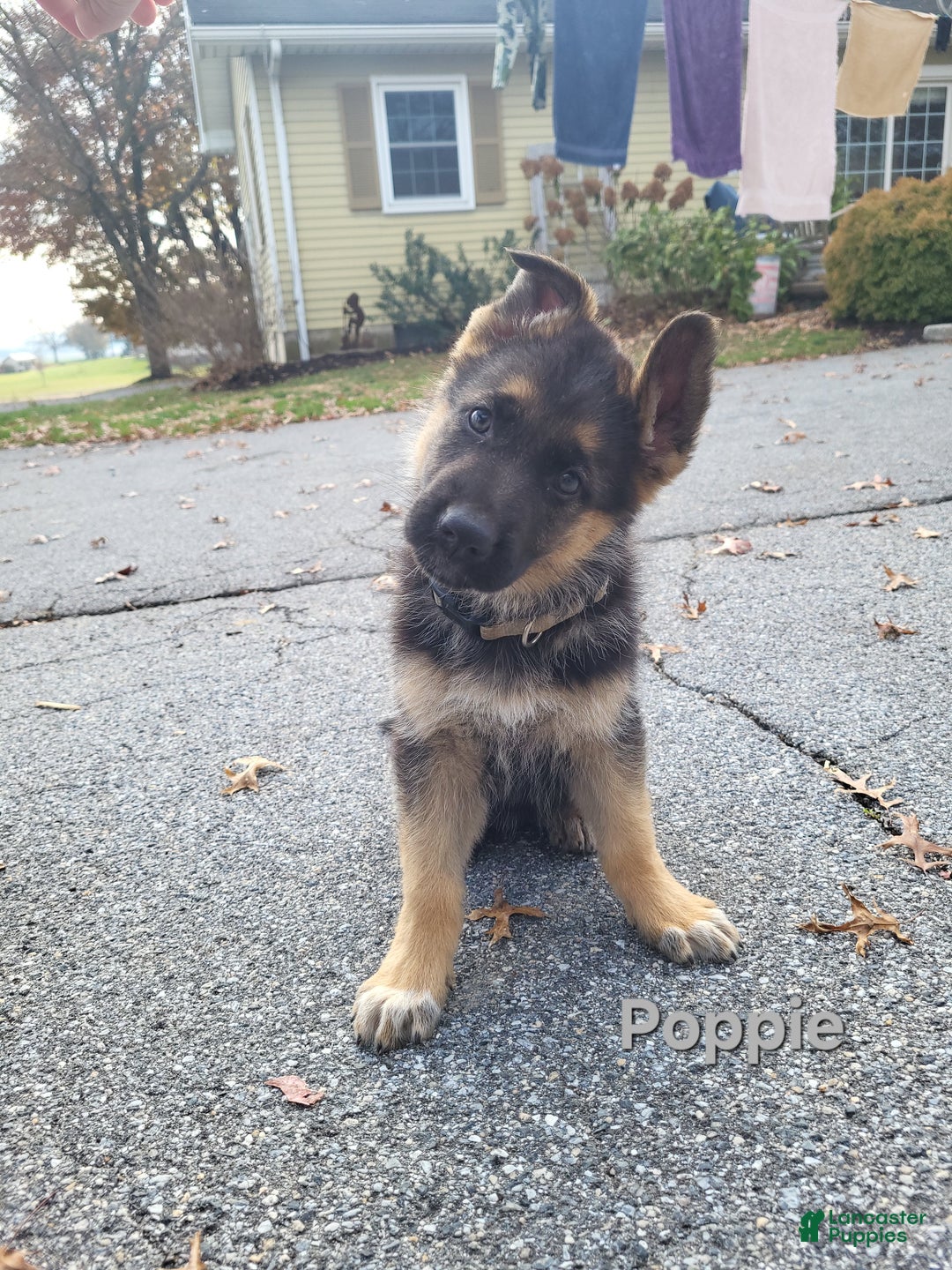 German Shepherd dogs for sale: German Shepherd Puppy 8 - Ad 8