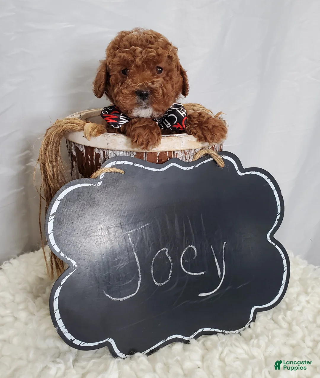 Toy Poodle dogs for sale: Joey - Ad 5