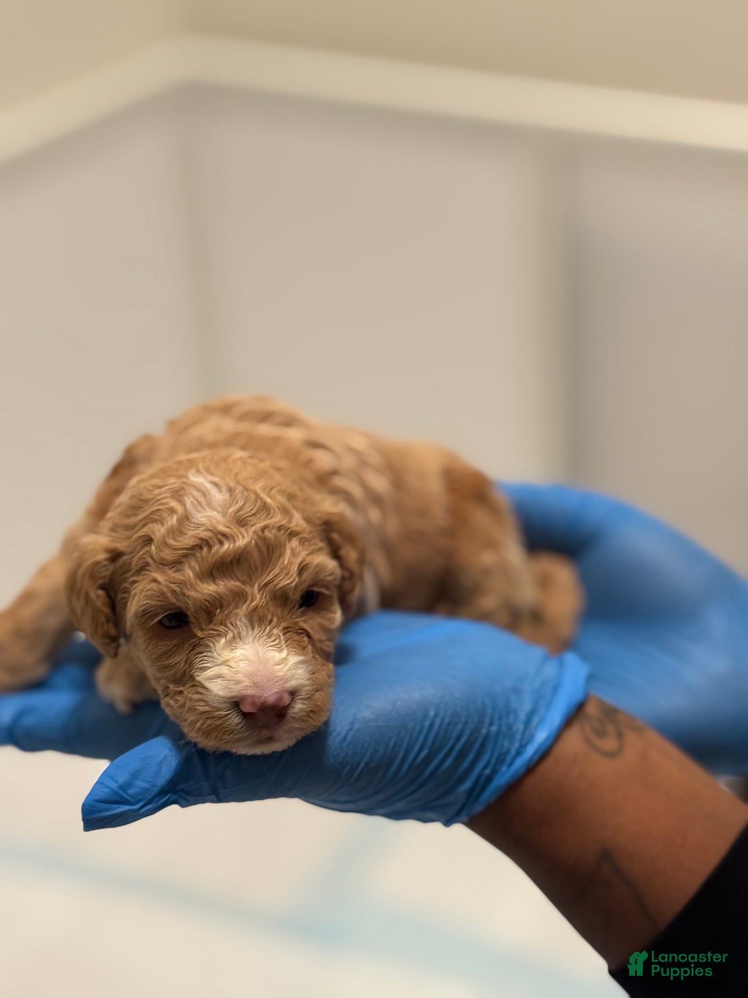 Mini Goldendoodle dogs for sale: Mini Goldendoodle ‘Lennox’  - Ad 3