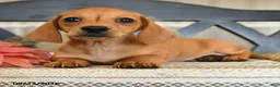 Miniature Dachshund dogs for sale: Oliver - Ad 4