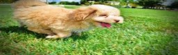 Havapoo dogs for sale: Gracie - Ad 15