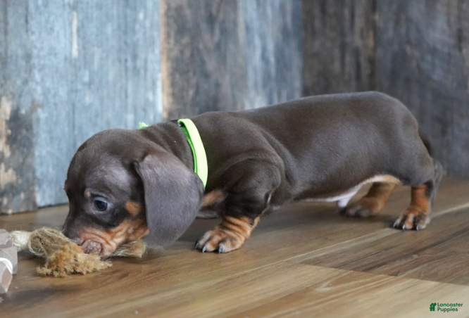 Miniature Dachshund dogs Cade - Ad 1