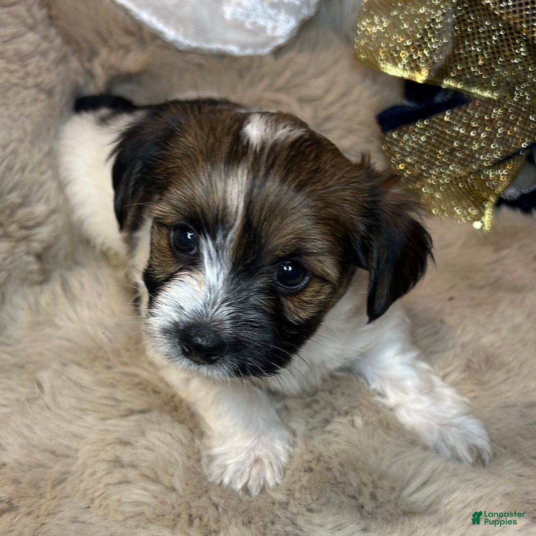 Mixed Breed dogs for sale: Little Noel  - Ad 2