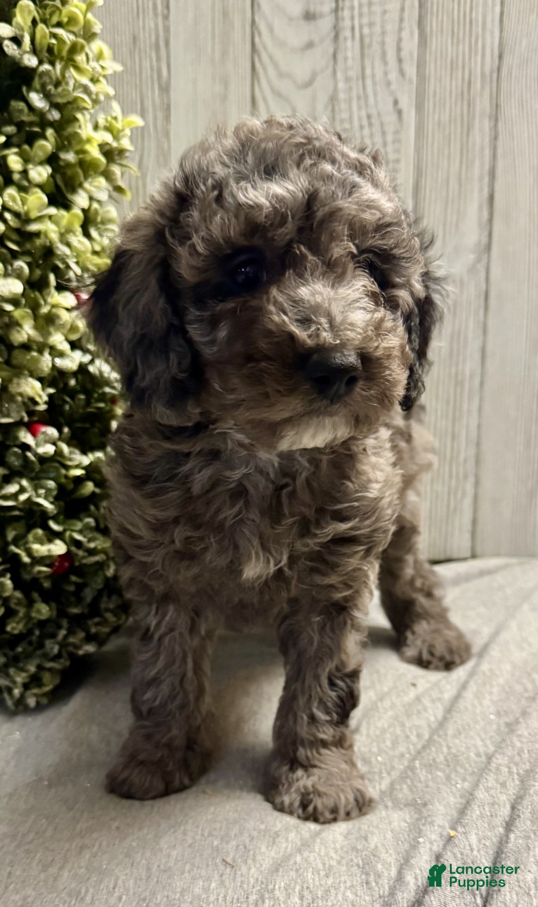 Mixed Breed dogs for sale: Jalon - Ad 3