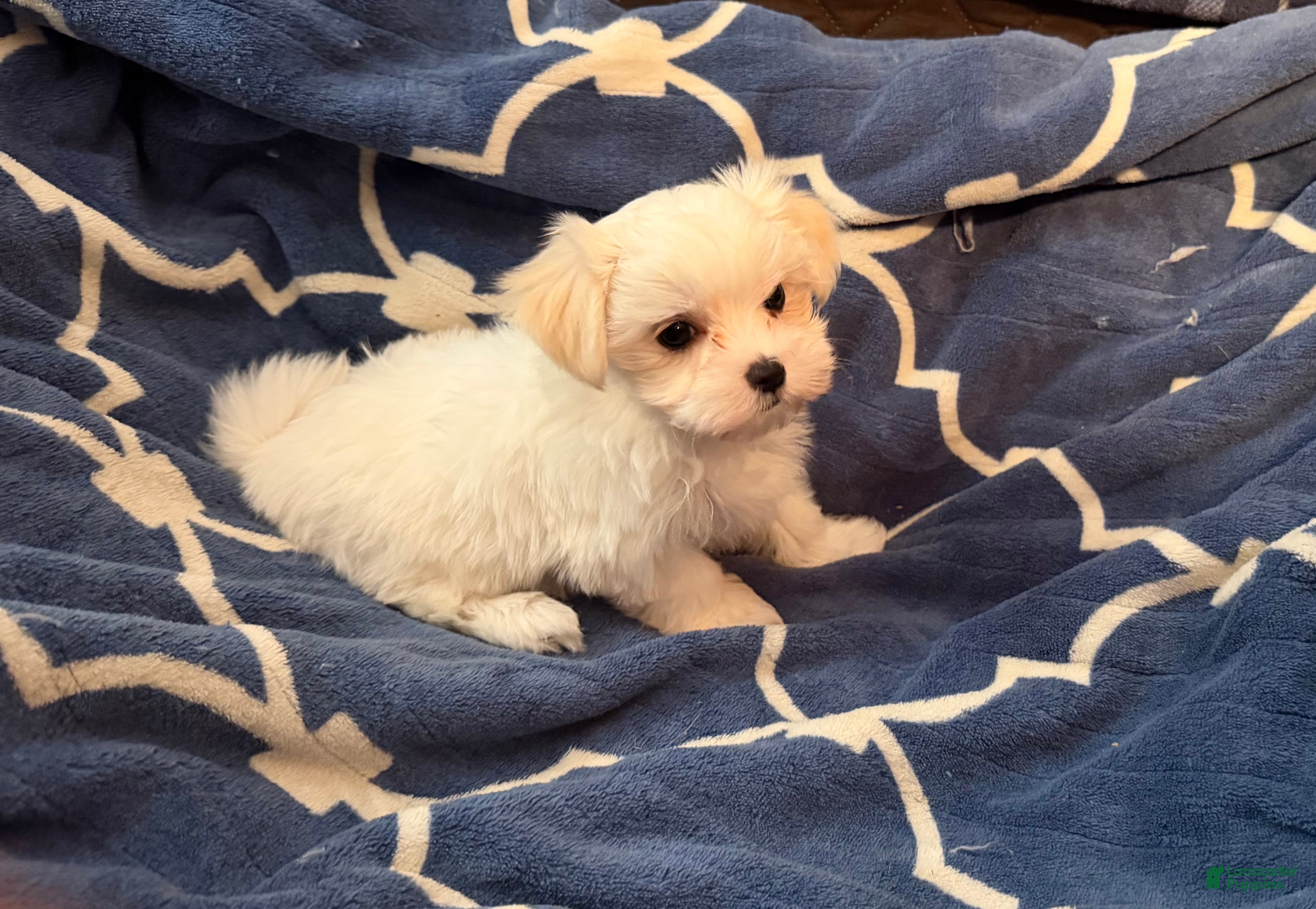 Morkie dogs Morkie 1 - Ad 33