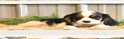 Cavalier King Charles Spaniel dogs for sale: Kurt - Ad 9