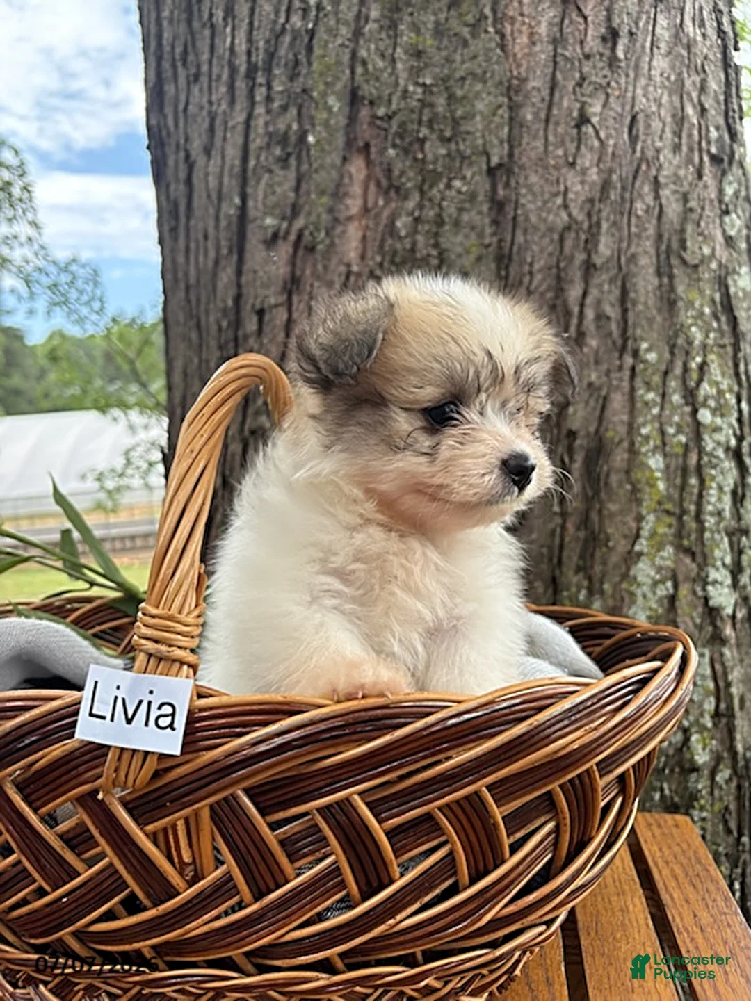 Mixed Breed dogs for sale: Livia - Ad 2
