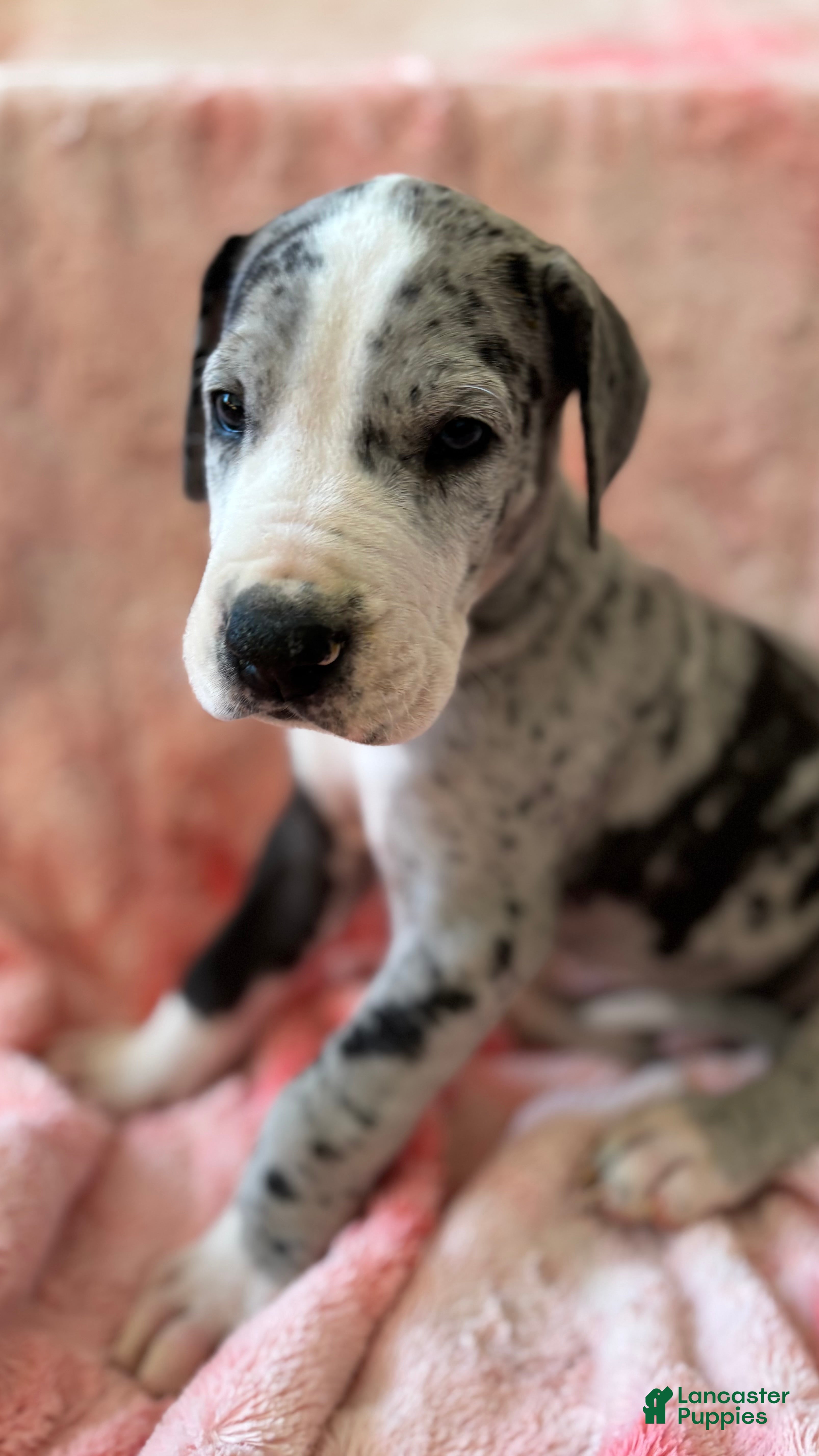 Great Dane dogs Wizard - Ad 4