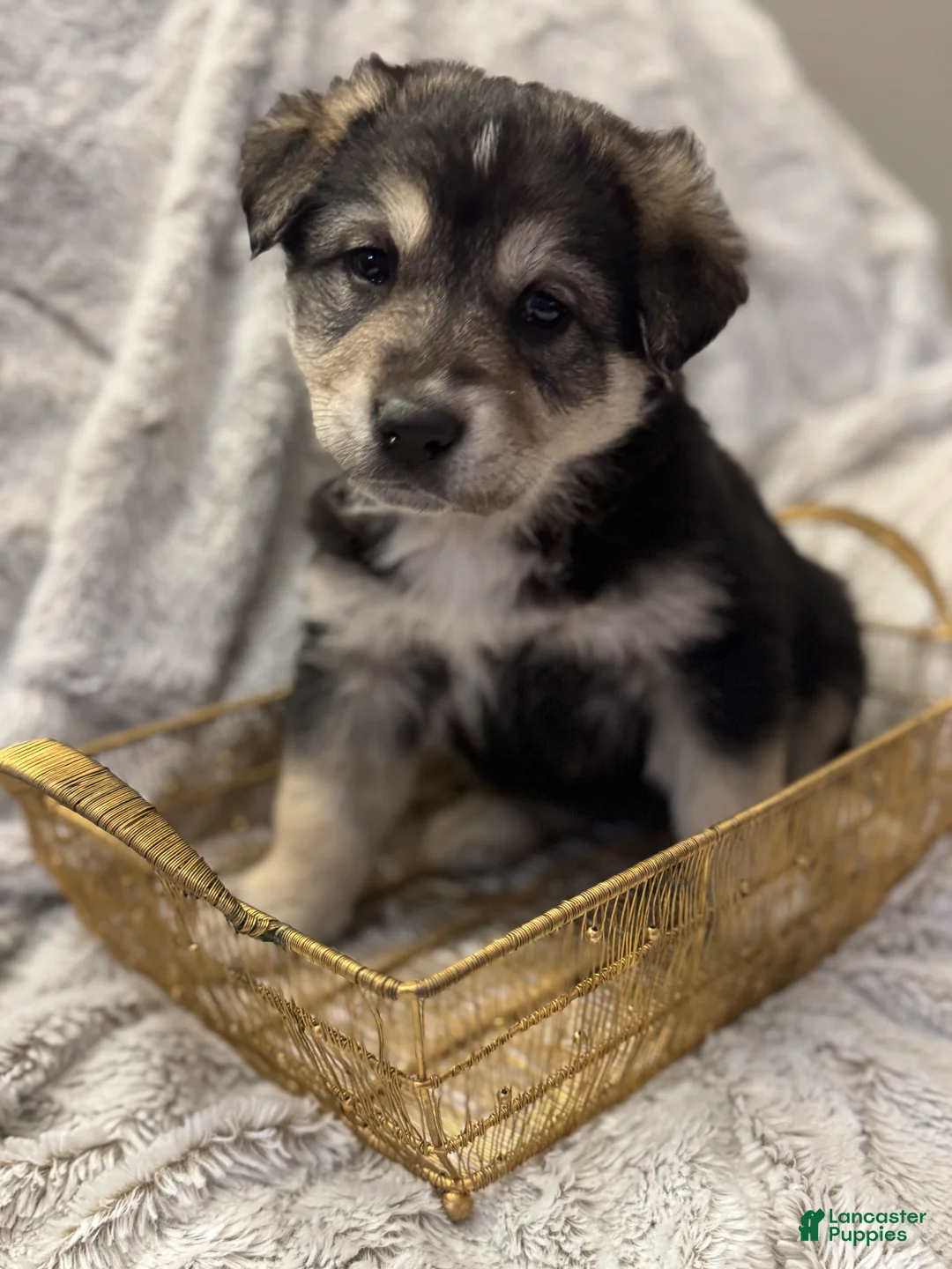 Mixed Breed dogs for sale: Bandit - Ad 14