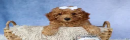 Miniature Poodle dogs for sale: WALTER - Ad 9