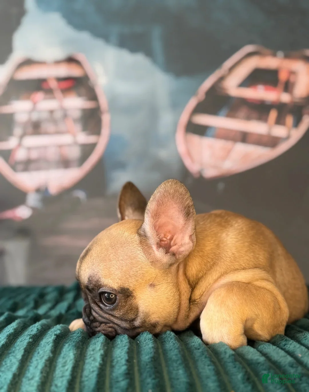 French Bulldog dogs for sale: Olive - Ad 1