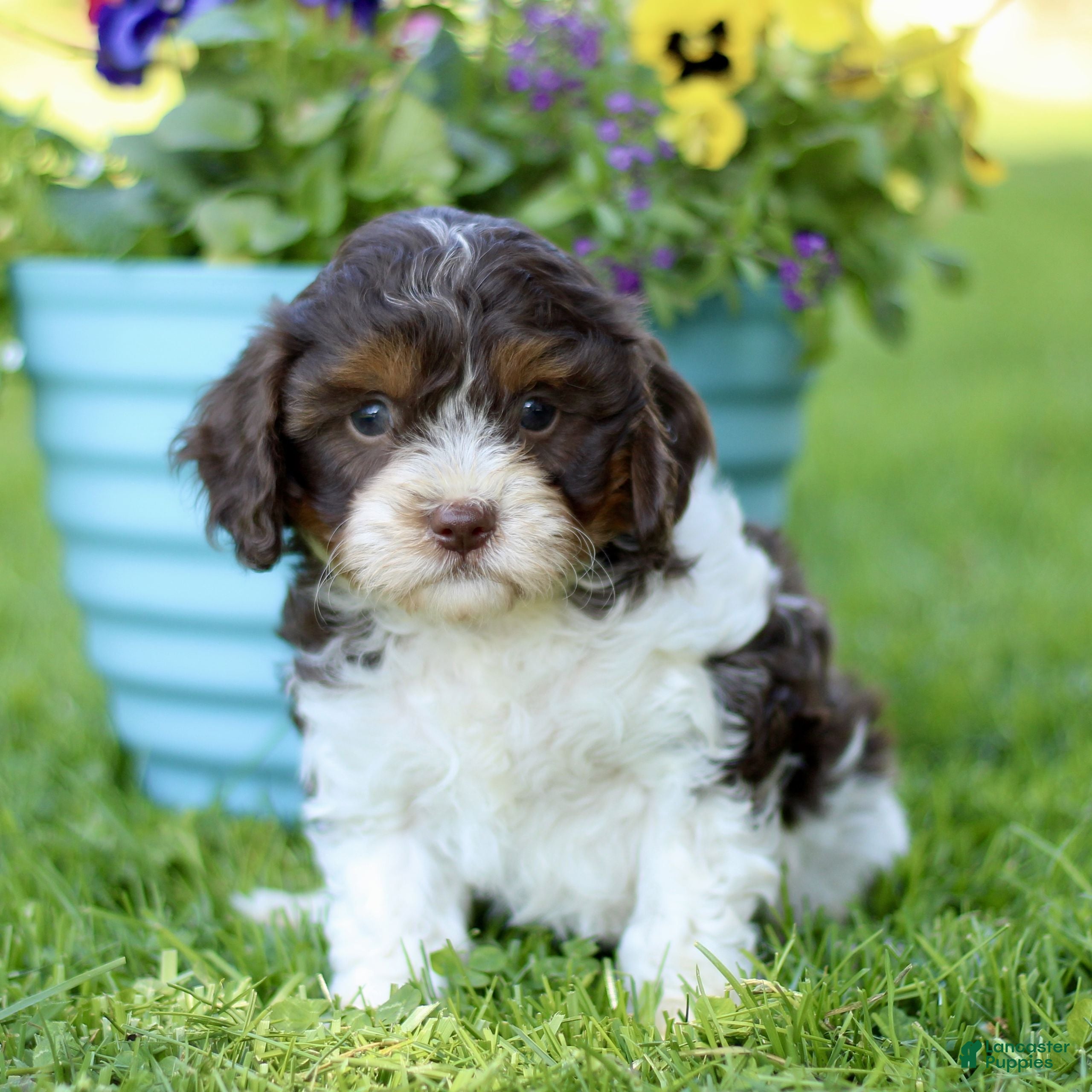 Cavapoo dogs Lindsey  - Ad 1