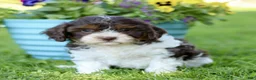 Cavapoo dogs for sale: Lindsey  - Ad 1