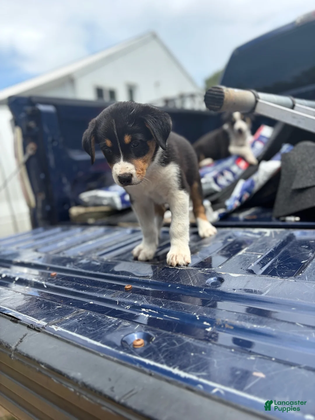 Mixed Breed dogs for sale: Mixed Breed 3 - Ad 5