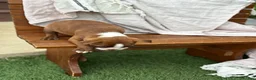 Boston Terrier dogs for sale: Kelli - Ad 7