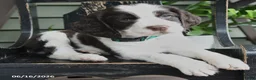 English Springer Spaniel dogs for sale: Baxter - Ad 3
