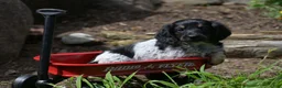 Miniature Dachshund dogs for sale: Max - Ad 9