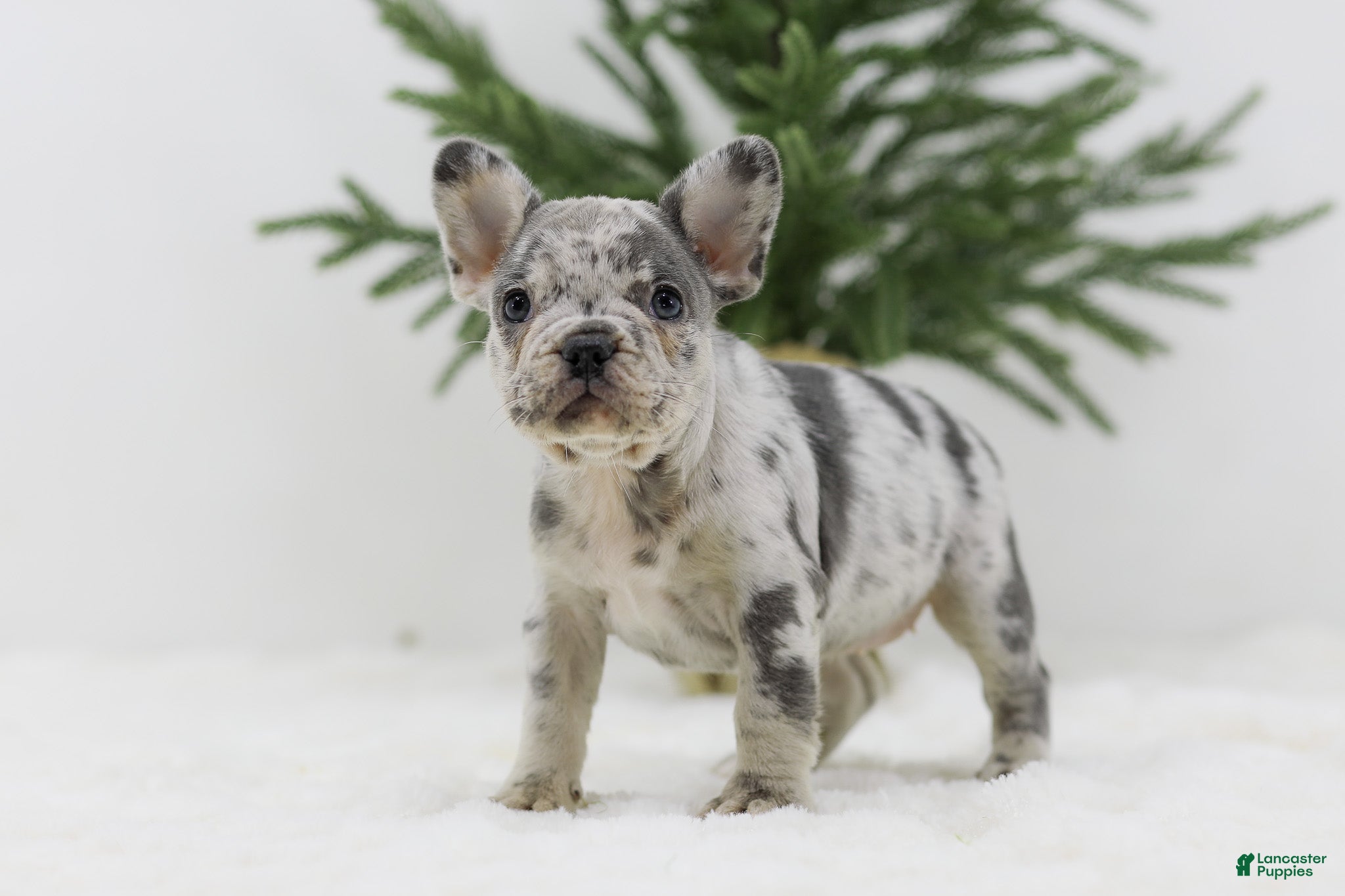 French Bulldog dogs Holly - Ad 1