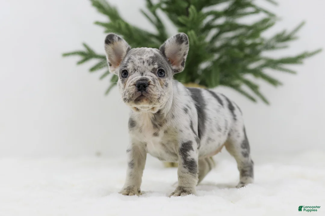 French Bulldog dogs for sale: Holly - Ad 1